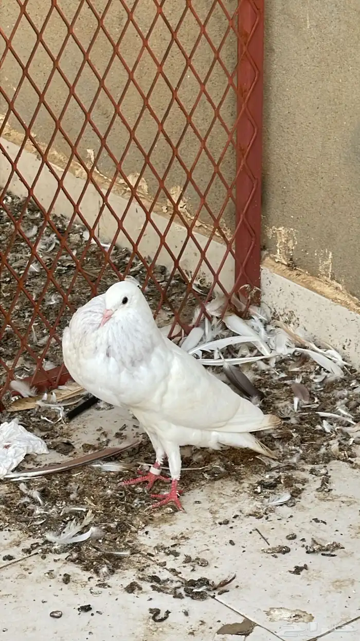 زوج نفاخ نرويجي 2