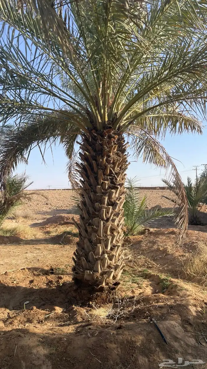 نخيل نقايل صقعي ومنوع 0