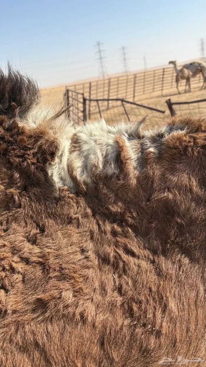 رحول ابل طوع للبيع 1