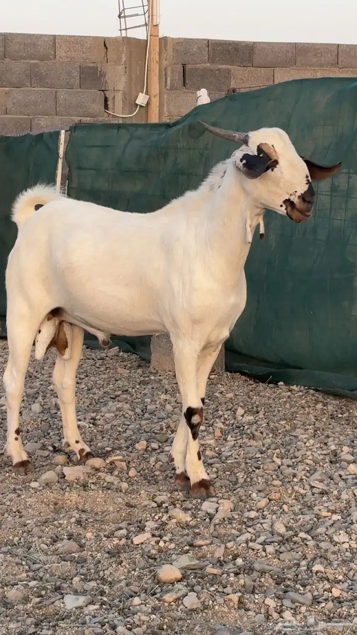تم البيع 5