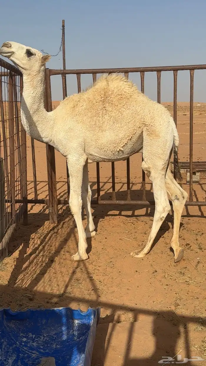 قعود للبيع 4