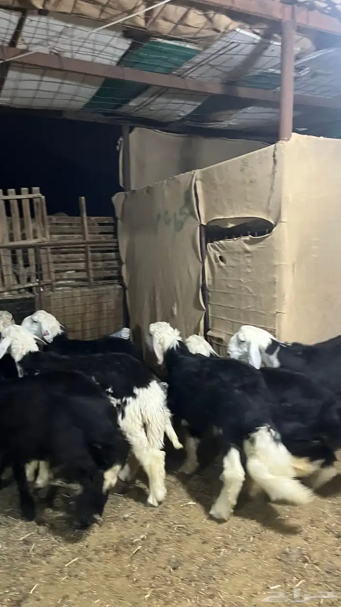 طليان نجد جبره ذبايح 5