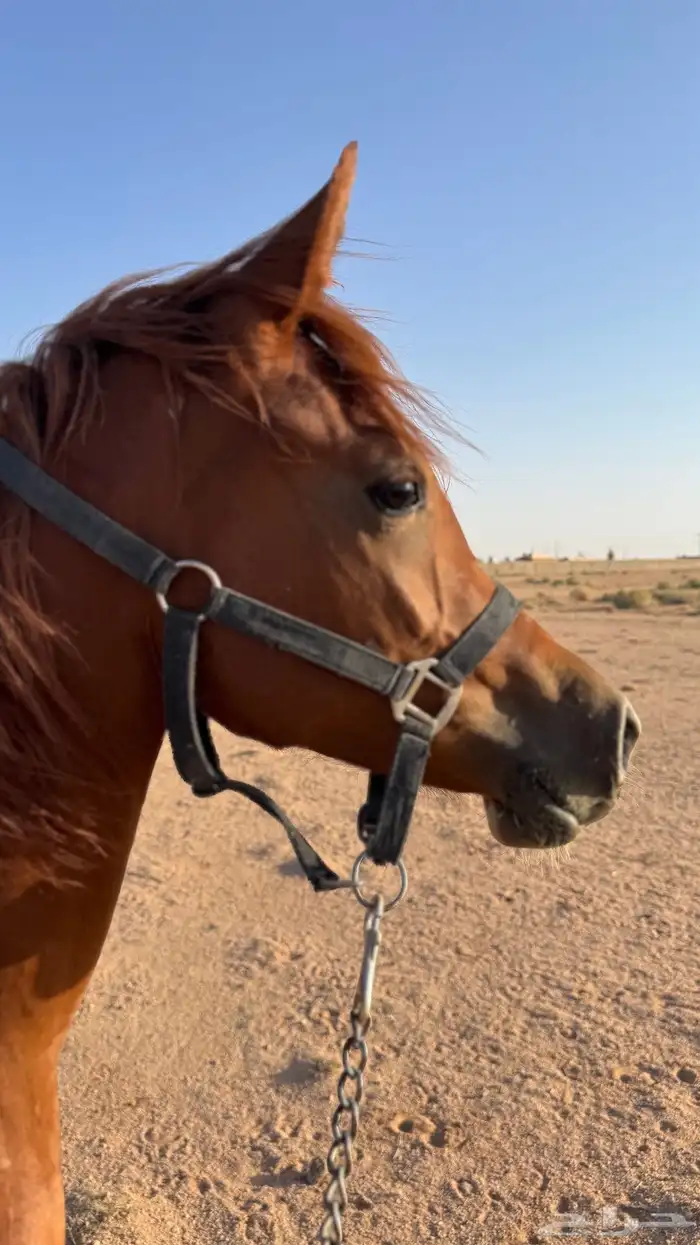 مهره واهو 0