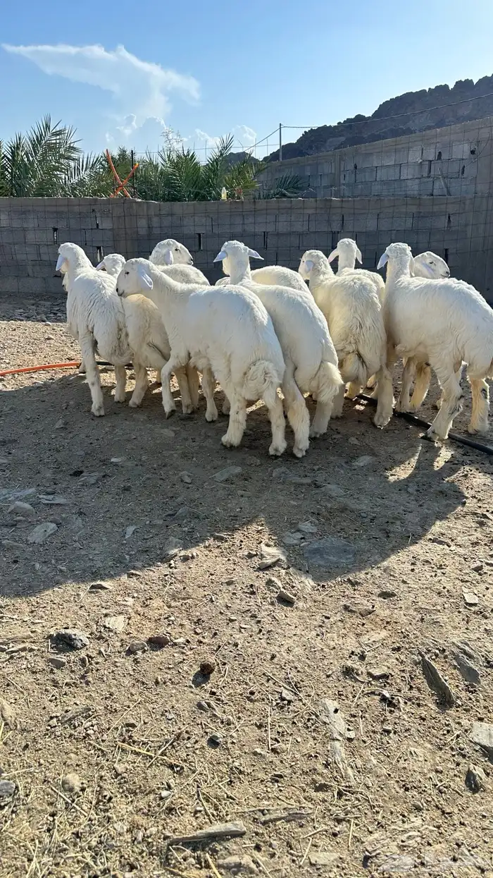 طليان 2