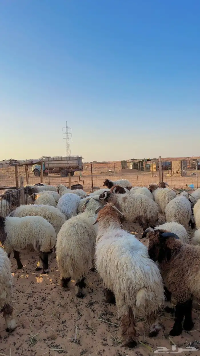 خرفان نعيم بلدي جبر العدد 33 ( بريدة) 1