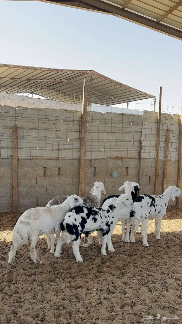 خرفان نجد 2