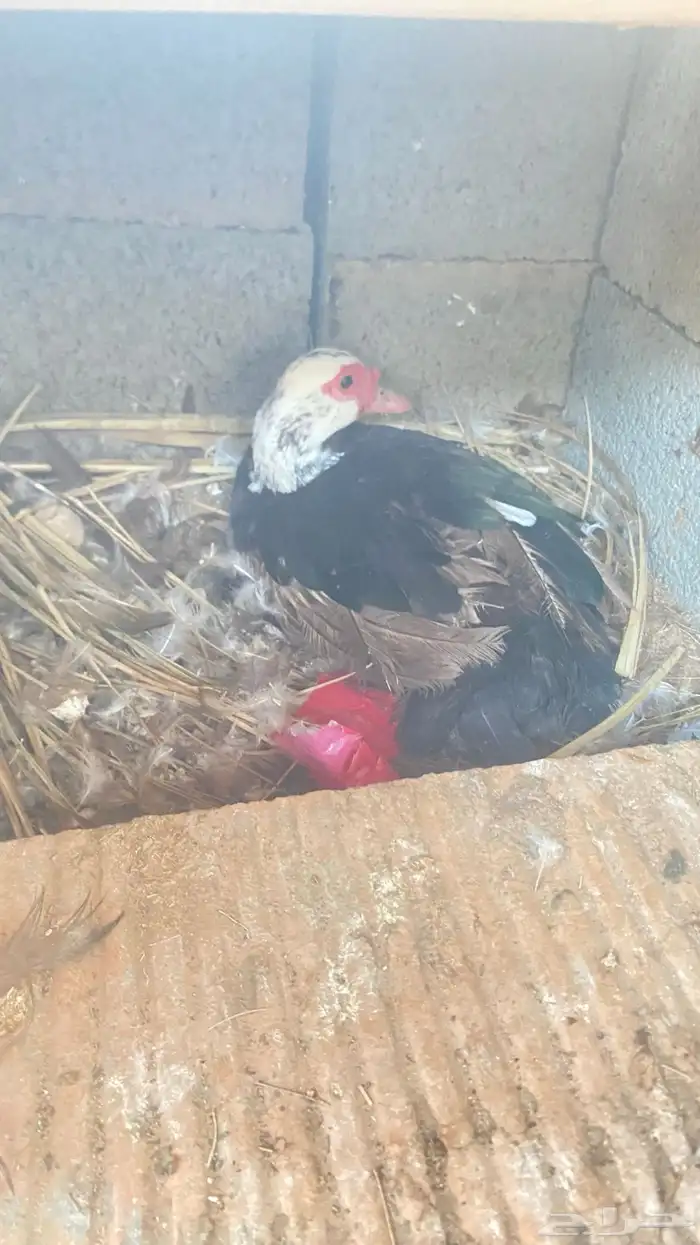 للبيع بط مصري الإنتاج طيب ذكر وأنثى ومعهم فرخين 0