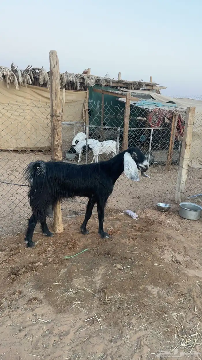 عوارض دفيع 3