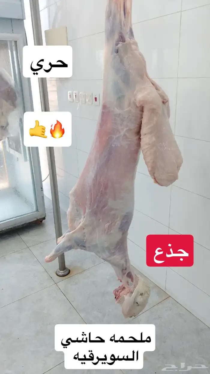 ملحمه حاشي السويرقيه 3