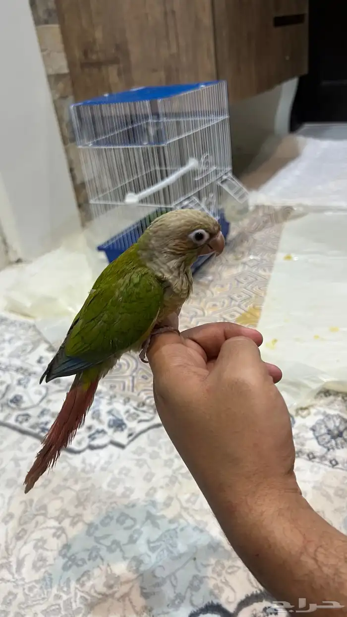 ببغاء كنيور 3