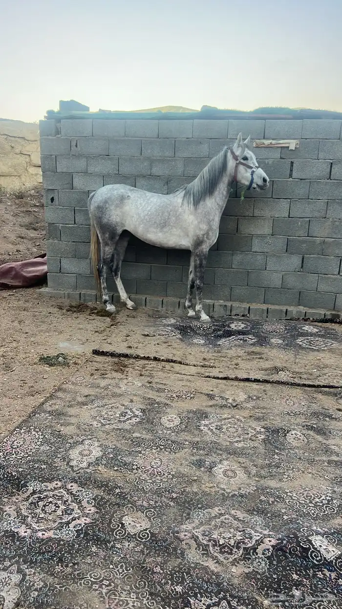 فراس بكر معه مهرة توها افلت 0