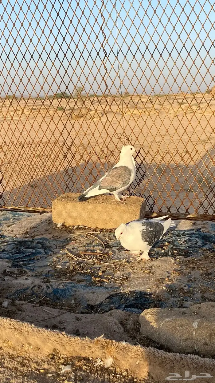 حمام حب الرمان 3