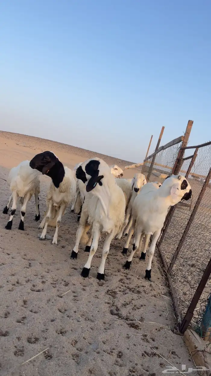 ذبايح 0