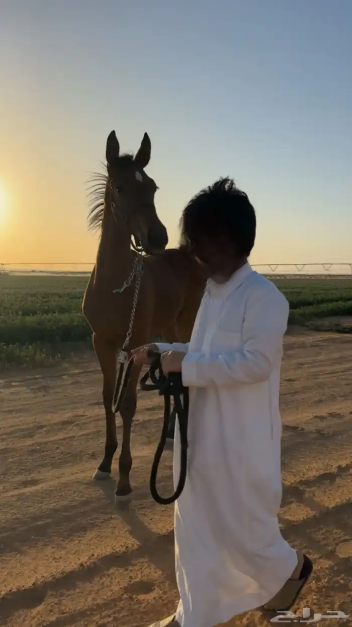 فرس شعبيه معها مهره 1