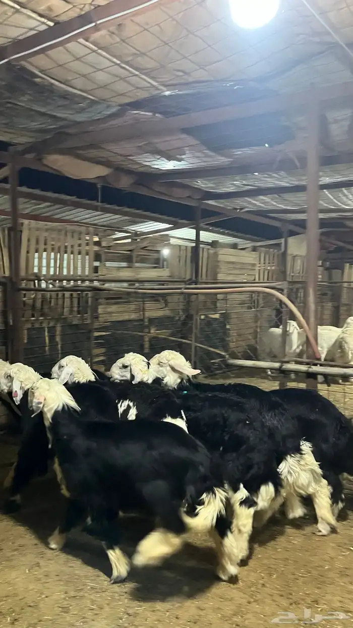 طليان نجد جبره ذبايح 7