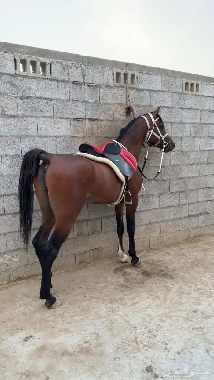 حصان مصري بيور رفيع 1
