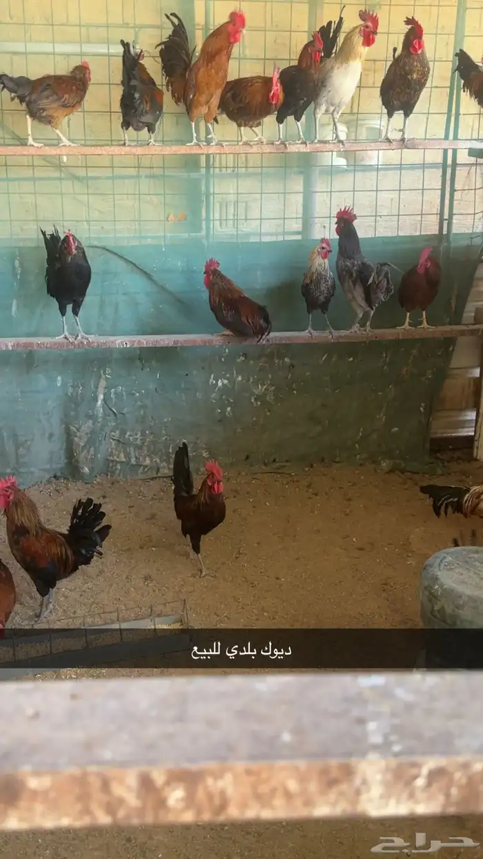 ديوك بلدي للبيع 0