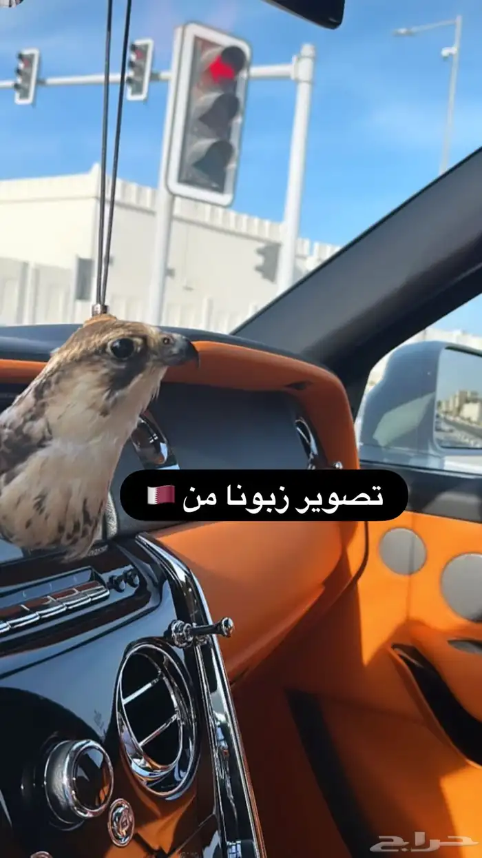 تعليقة راس صقر حقيقي محنط 0