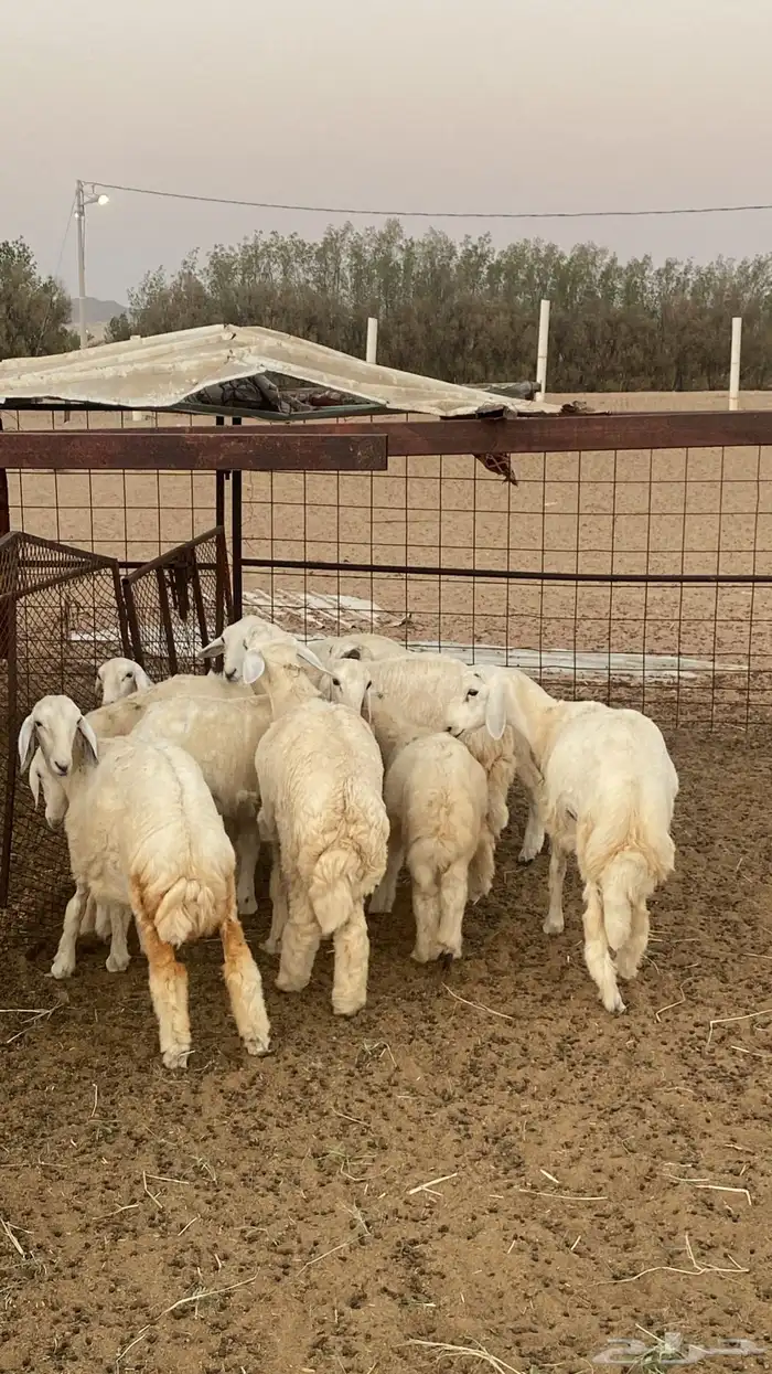طليان ورخال 0