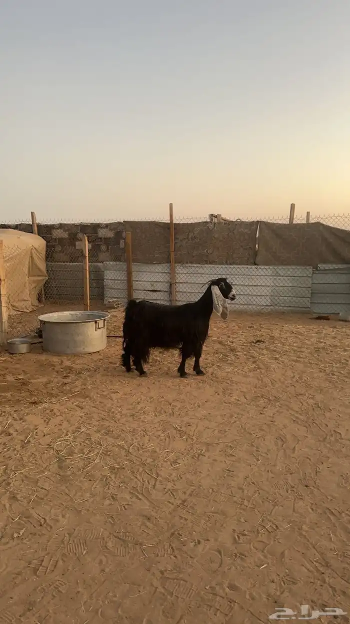عوارض دفيع 2