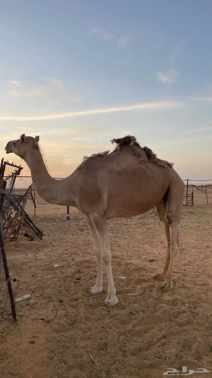 بكره ثنيه طيبه للبيع 1