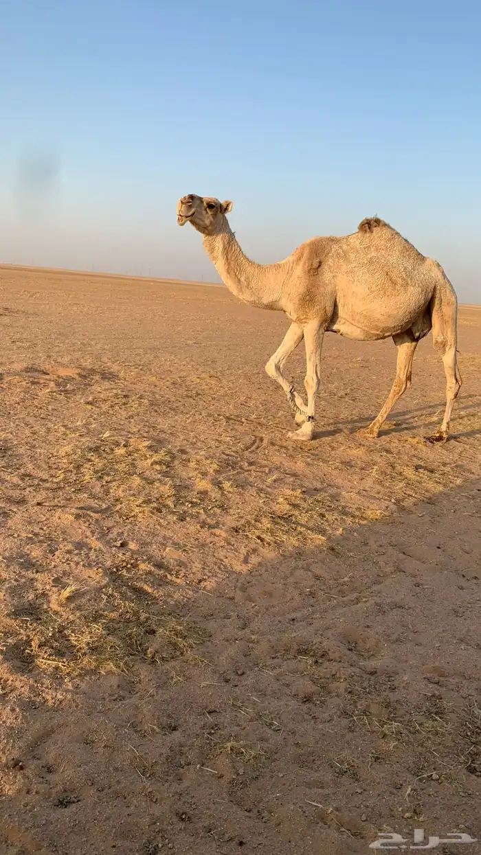 ناقتين القحات شقحاء وضحاء 6