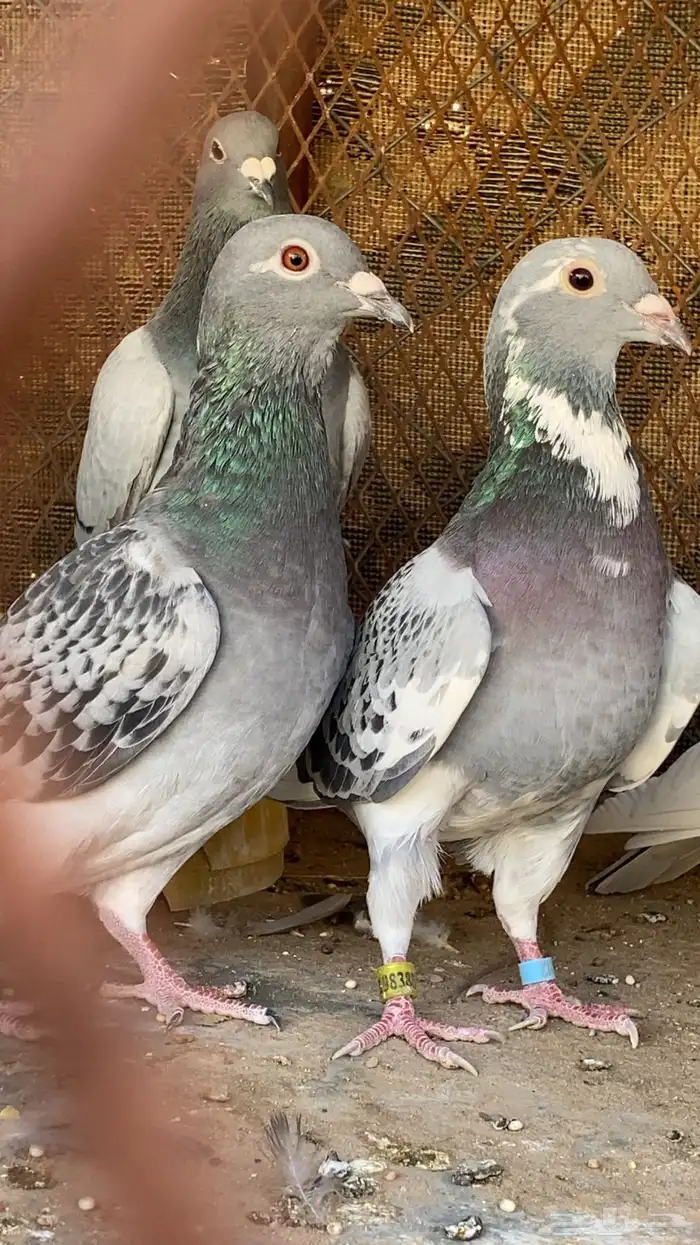 حمام زاجل 3
