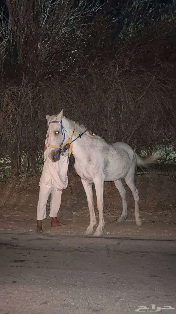 فرس عربيه 1