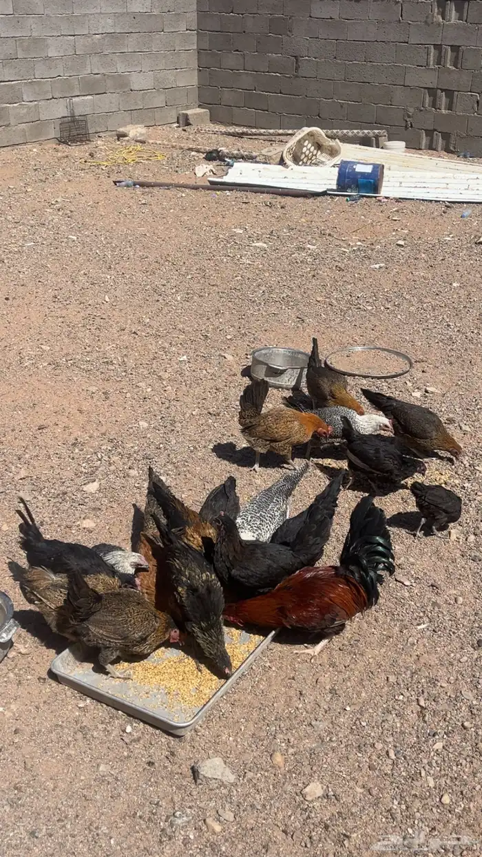 دجاج بلدي بياض شرط صحه 3