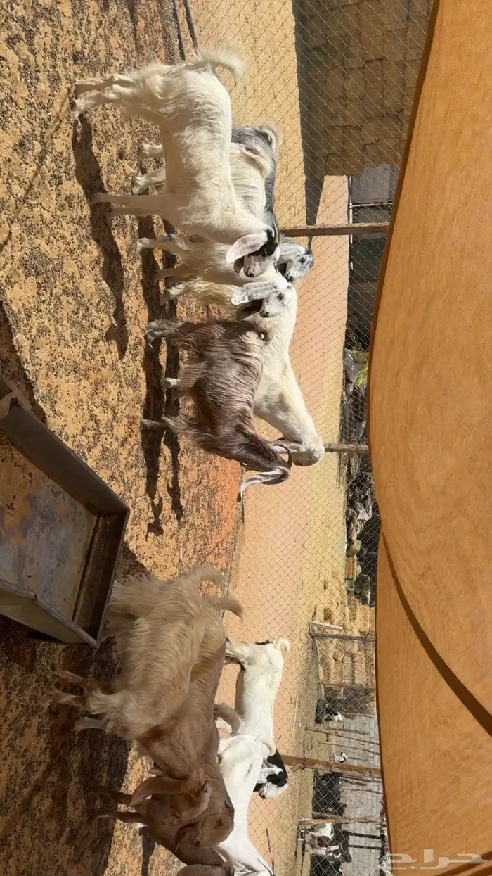 معزى اشباب بفحلها 2
