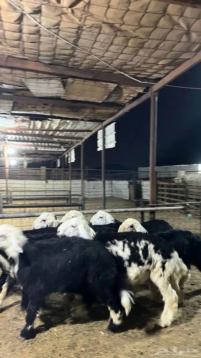 طليان نجد جبره ذبايح 9