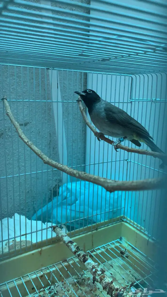 طيرين بلابل سوري ( تم البيع الله يبارك للمشتري عدد ريشها ) 0