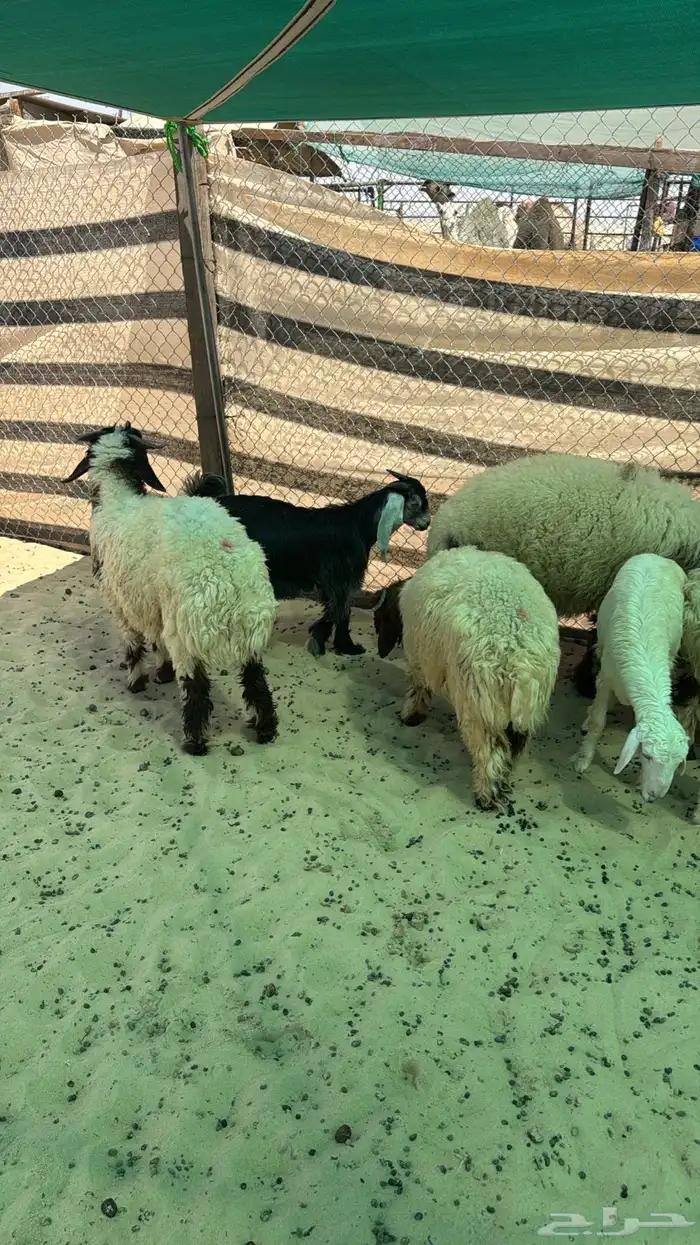 عنم 0