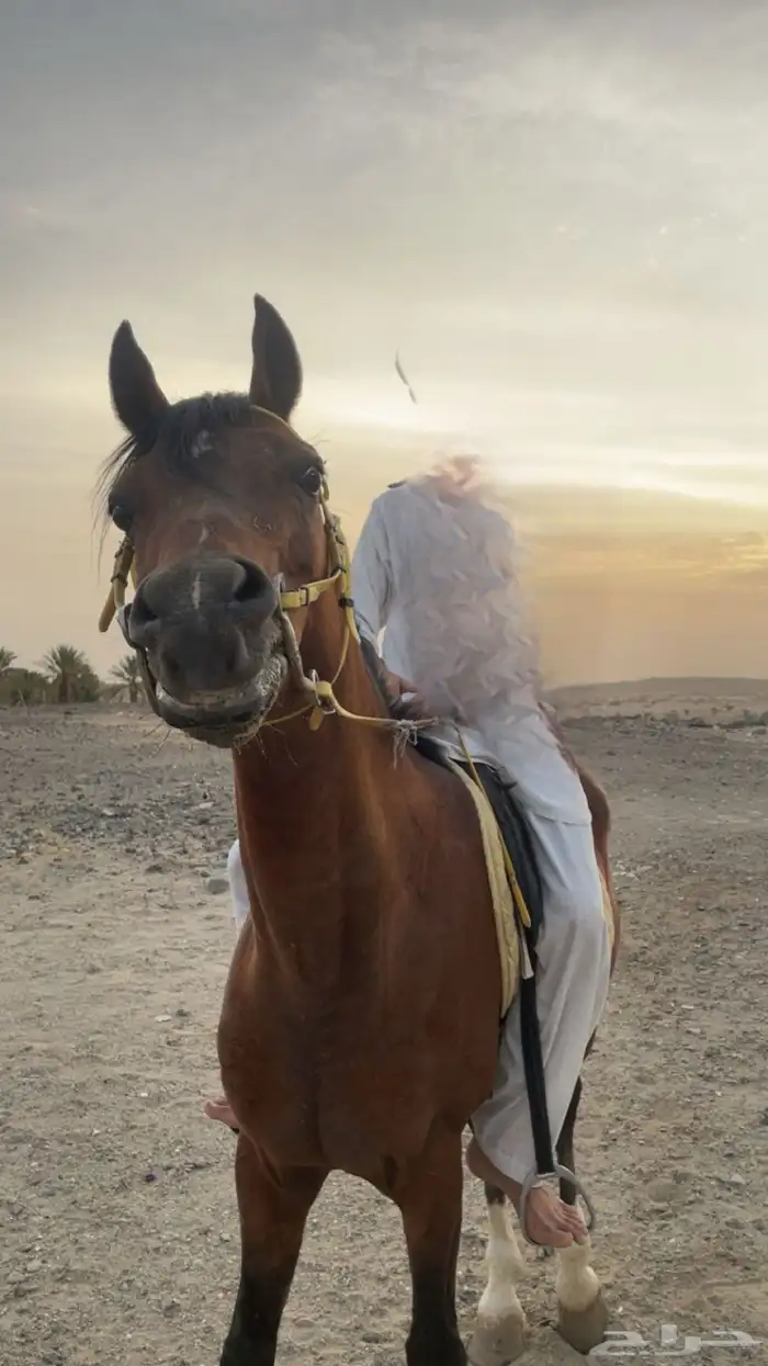 حصان شعبي للبيع او للبدل 0