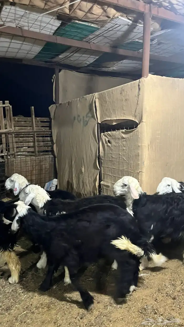 طليان نجد جبره ذبايح 6
