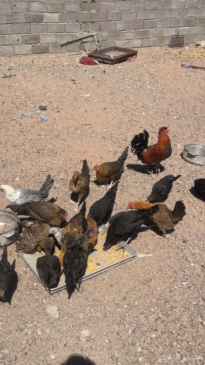 دجاج بلدي بياض شرط صحه 7