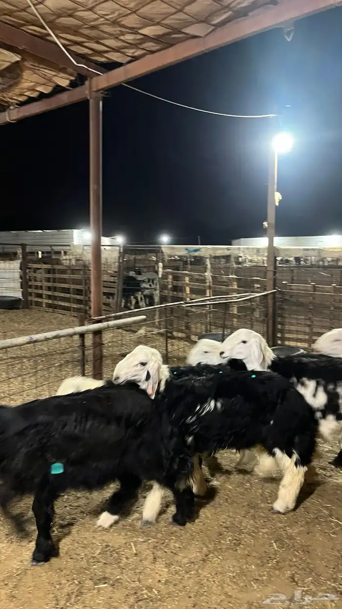 طليان نجد جبره ذبايح 4