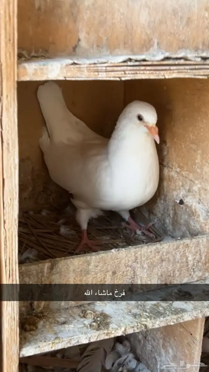 الخرج 2