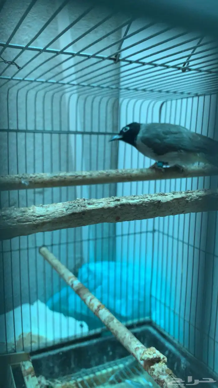 طيرين بلابل سوري ( تم البيع الله يبارك للمشتري عدد ريشها ) 5