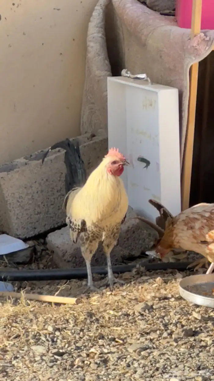 ديك عربي للبيع 2