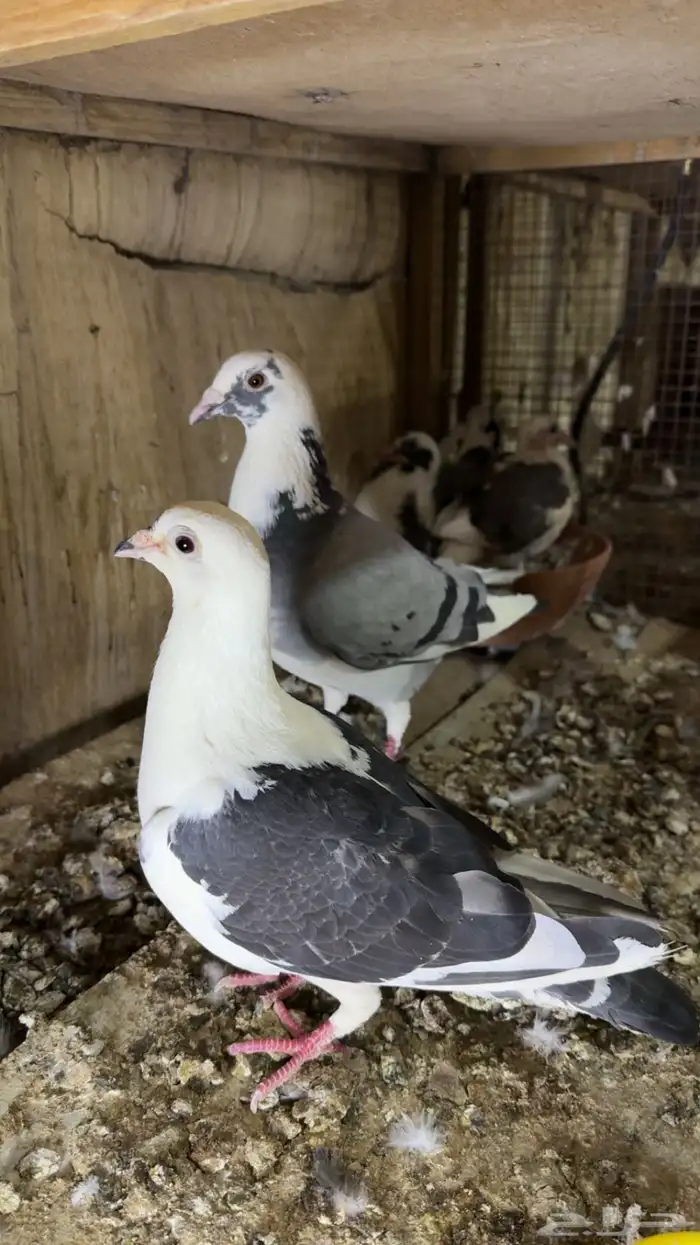 زاجل سباق 1