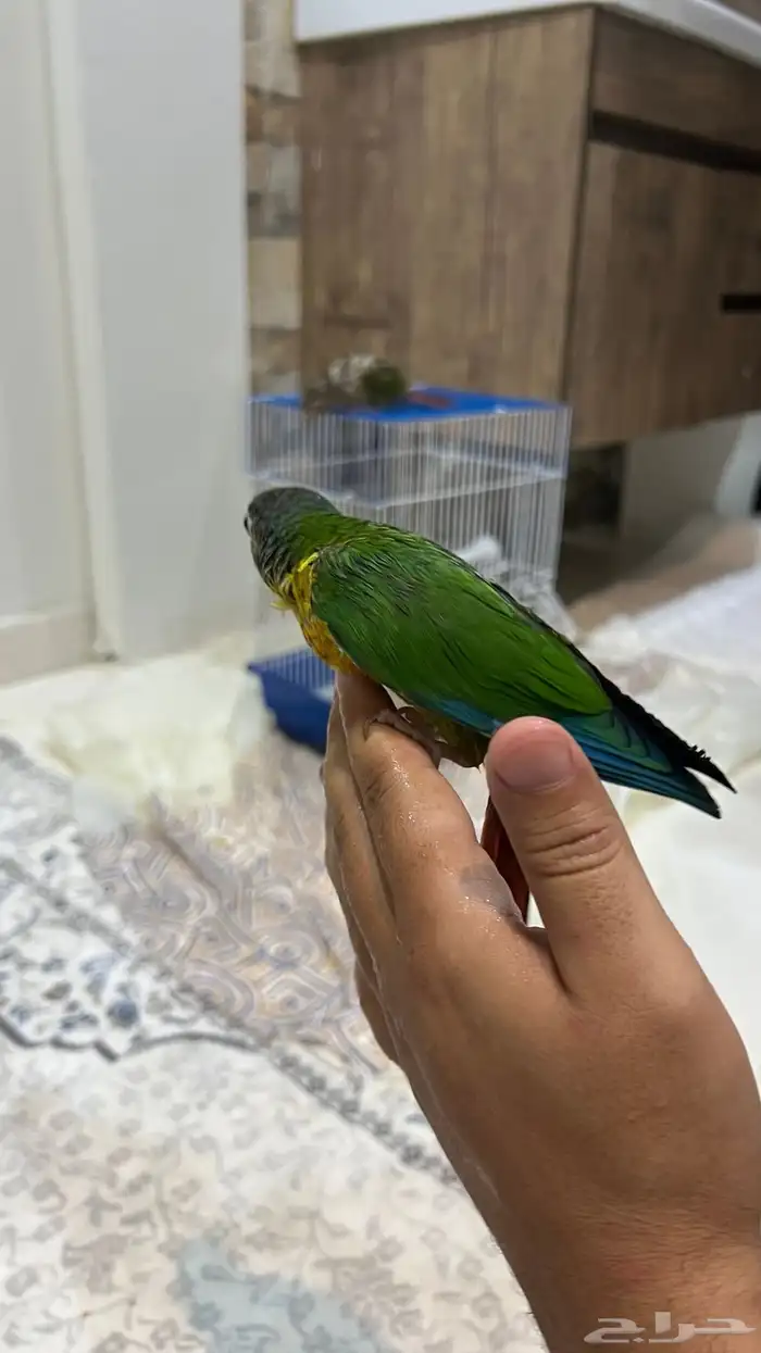 ببغاء كنيور 1