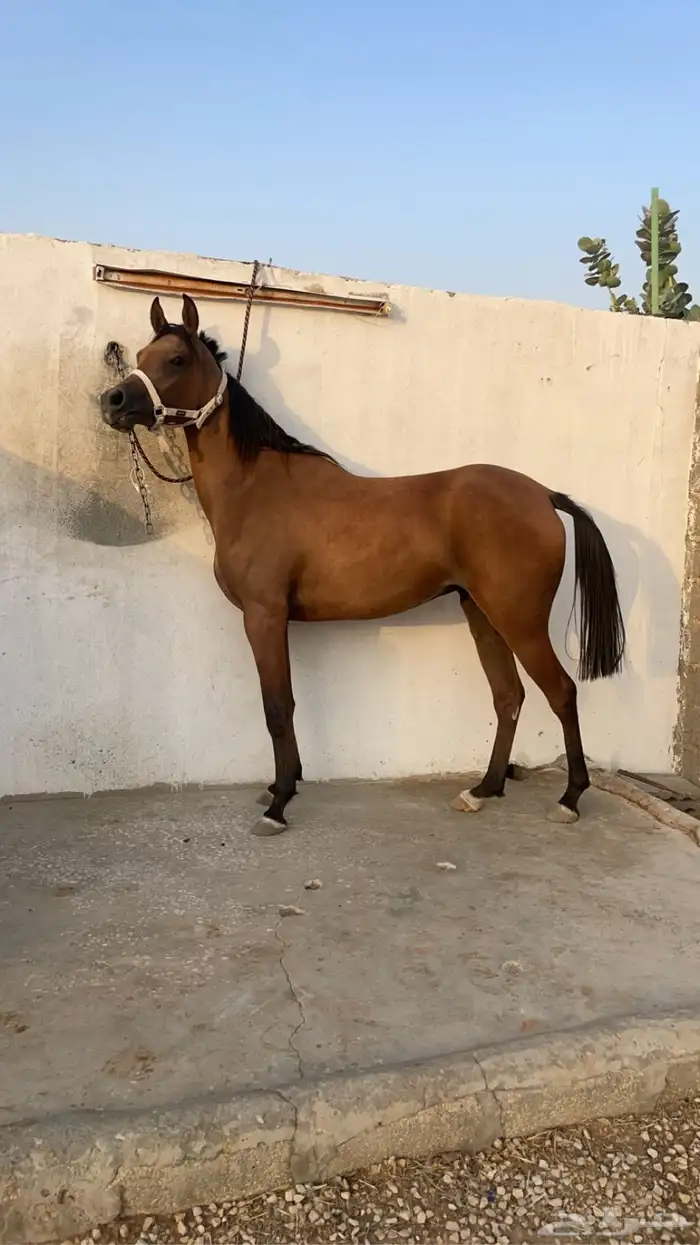 ايوا خيل 1
