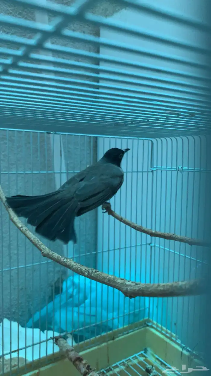 طيرين بلابل سوري ( تم البيع الله يبارك للمشتري عدد ريشها ) 4