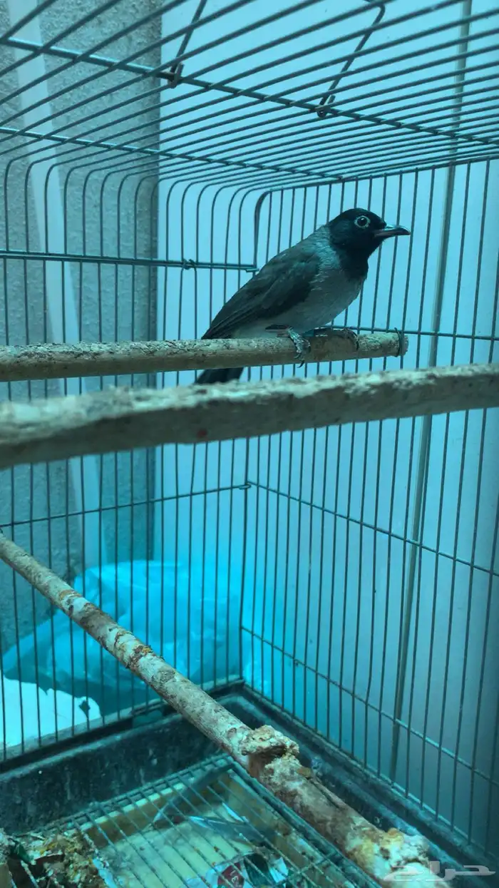 طيرين بلابل سوري ( تم البيع الله يبارك للمشتري عدد ريشها ) 3