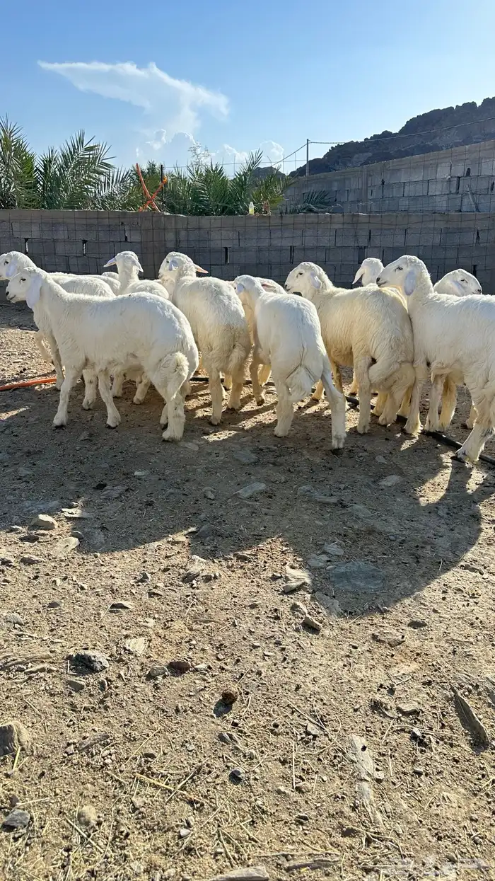 طليان 6