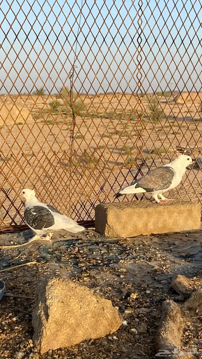 حمام حب الرمان 6