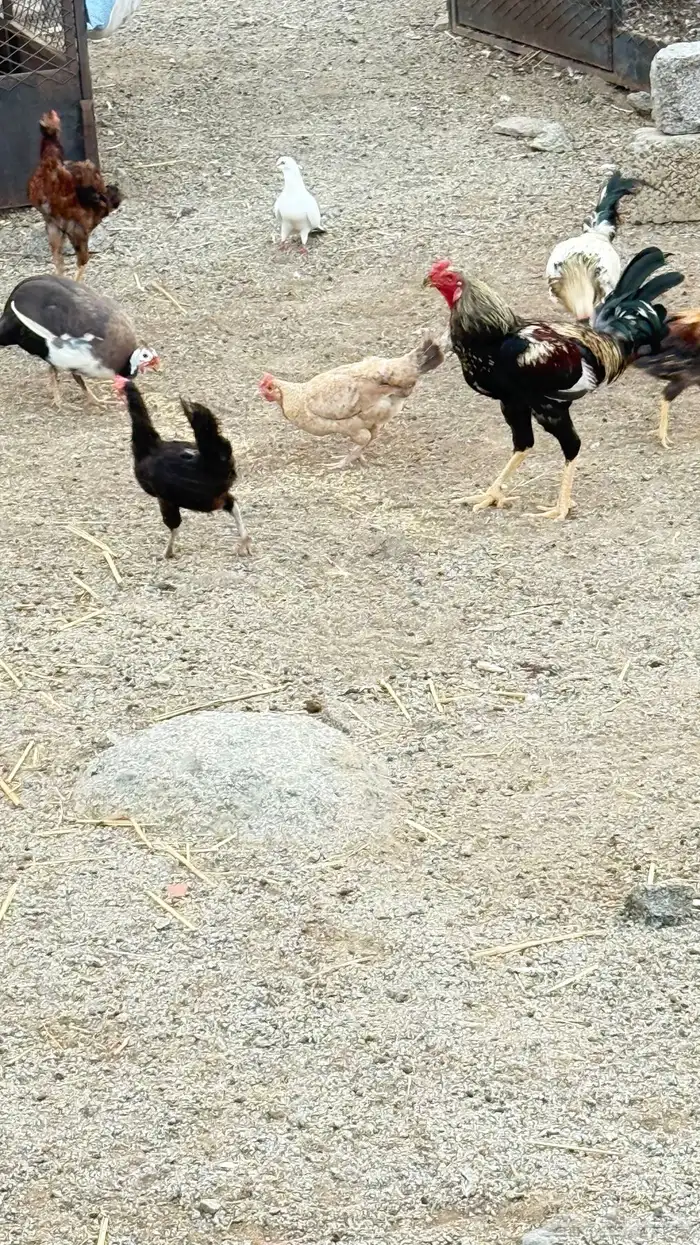 دجاج بلدي وباكستاني اقبل بدل ارانب 4