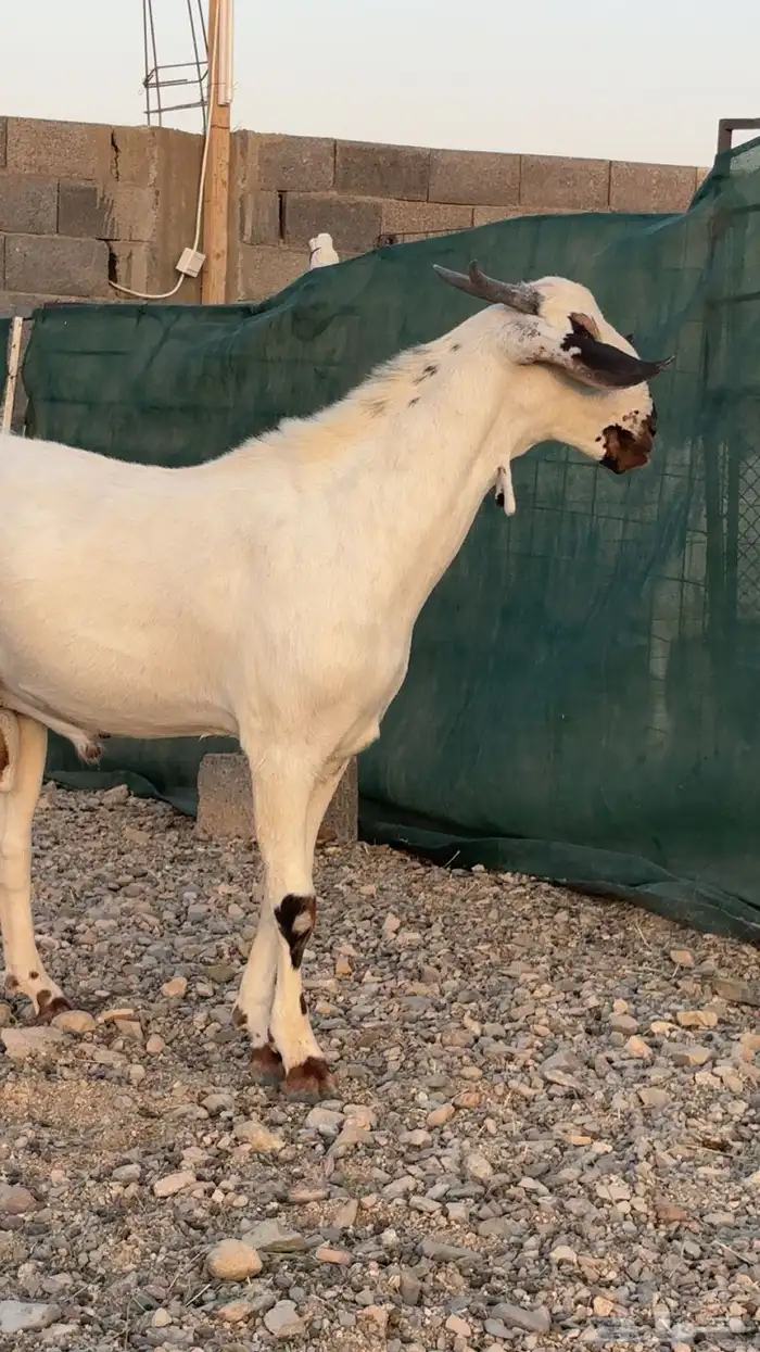 تم البيع 4