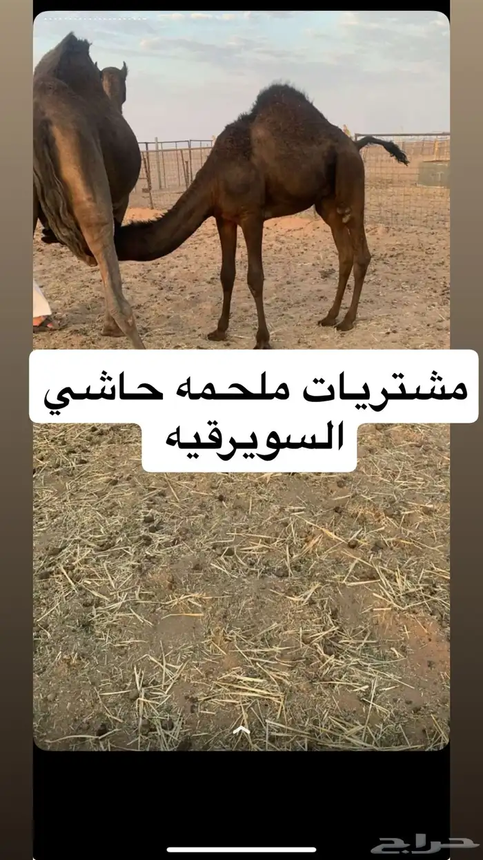 ملحمه حاشي السويرقيه 5